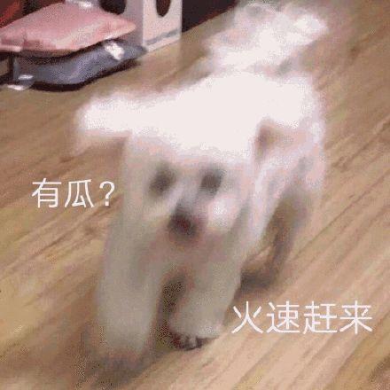 娱乐吃瓜小象是谁啊,网络红人的崛起之路
