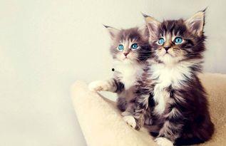 娱乐吃瓜酱猫咪视频,萌态十足，网友直呼“太可爱了！”